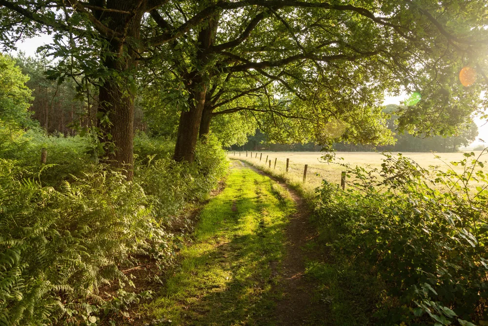Natuurlandschap in de buurtschap Holterhoek