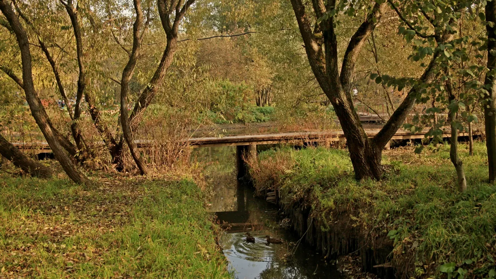 Houten brug over een beekje in het bos van Holterhoek